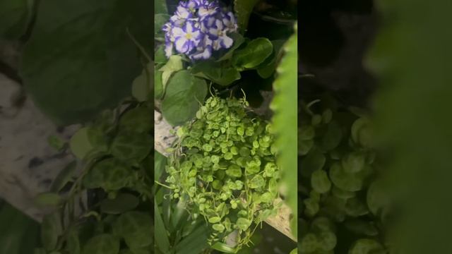 Mini peperomia pendente !