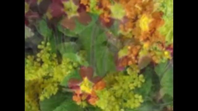 Мое слайд-шоу мои весенние цветы смотреть онлайн