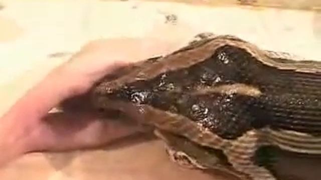 Wild Python смотреть онлайн