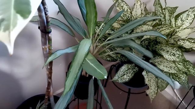 What to do after Buying Plants Online | My Online Plant Shopping Update смотреть онлайн