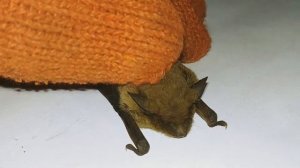 Херсонский Нетопырь карлик