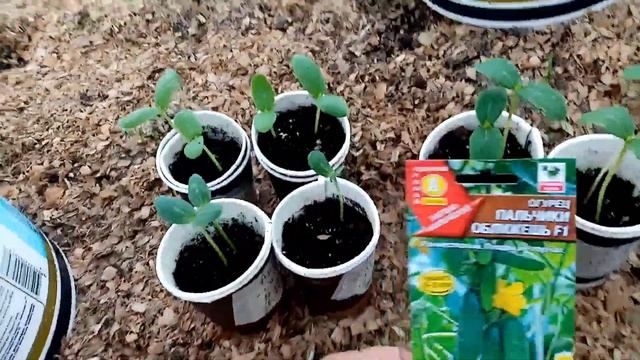 Огурчики "ПАЛЬЧИКИ ОБЛИЖЕШЬ" как Выглядит Рассада в теплице на 26 апреля 2022г. смотреть онлайн