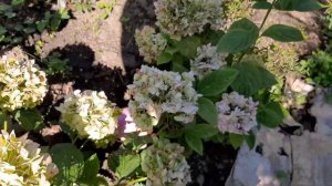 Роза Джаз.🌺🌺🌺 Повторное цветение, в сентябре 2023 года🌹🌹🌹