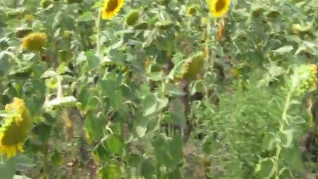 Нертус и гербицид Евро-Ланг " Залог успешного выращивания подсолнуха" смотреть онлайн