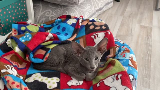 Дастин. Ориентал. Ориентальная кошка