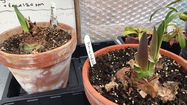 HIPPEASTRUM - Amaryllis care after dormancy смотреть онлайн