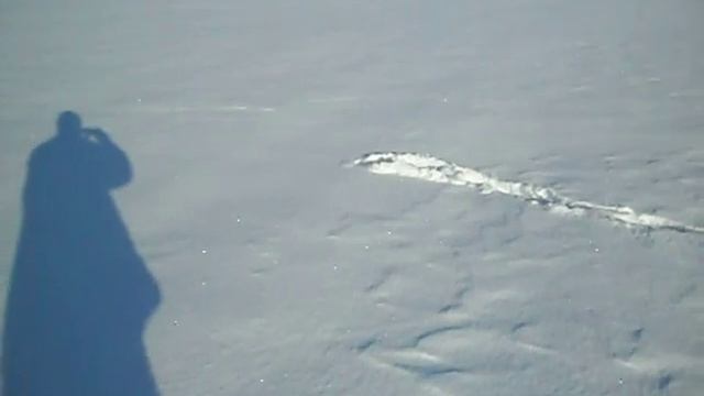 ЗАЯЦ СПИТ В ЛЕЖКЕ ПОД СНЕГОМ/HARE UNDER SNOW смотреть онлайн