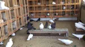 Как лечить понос у голубей!22.10.18г