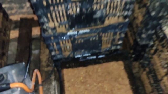 Укоренение луковицы тюльпанов, две недели с момента посадки. Выгонка тюльпанов 2022 Часть 3 смотреть онлайн