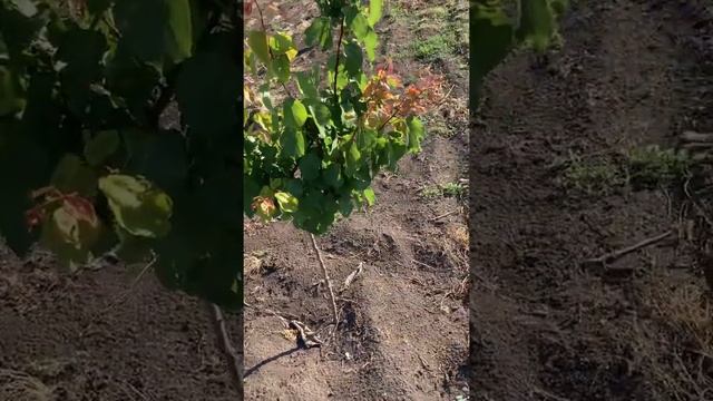 Абрикос Цунами Вандер кот Приция часть 2 смотреть онлайн