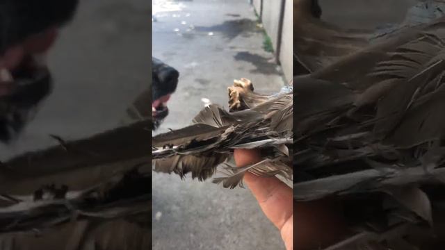 Пока владелец на морях, РОС Рей в гостях. смотреть онлайн