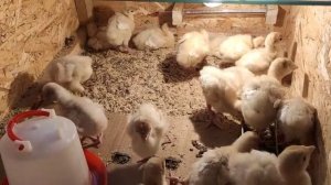 Пропойка индюшат БИГ6 и Грейд Мейкер.