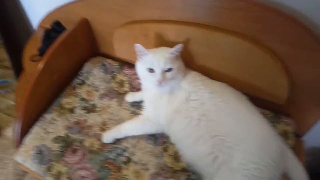 Спят усталые игрушки, мышки спят