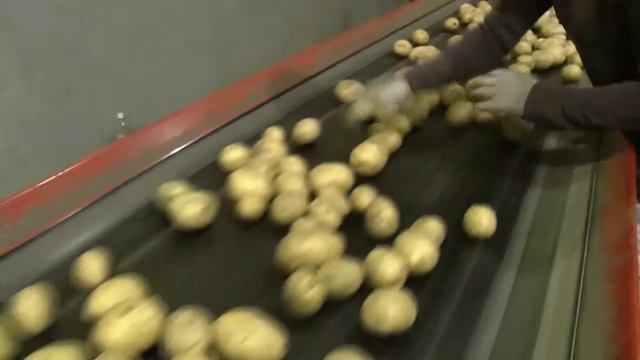 Овощехранилище КХ 