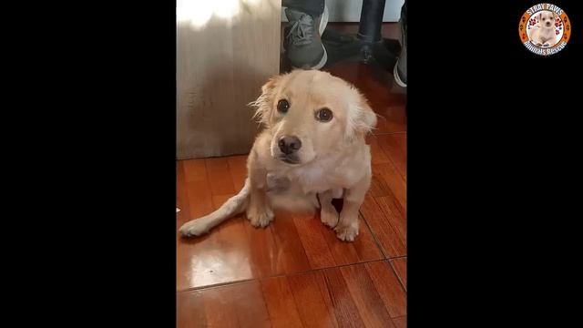 The Car Drove Away, Leaving Puppy Behind, She Worried, Wished The Owner Would Come Back to Pick Her смотреть онлайн