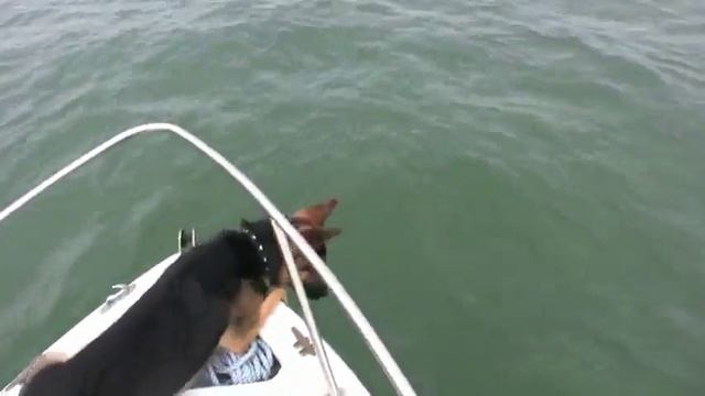 Овчарка захотела стать дельфином смотреть онлайн