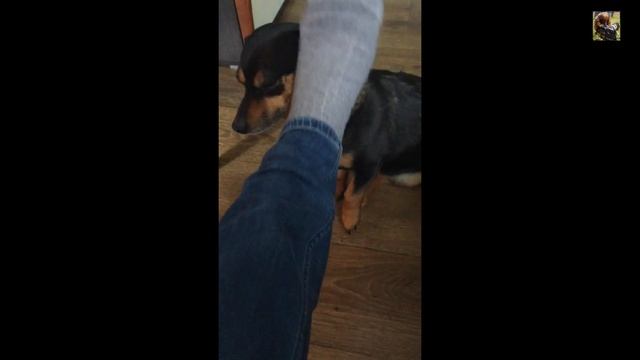 Домашние животные.Смешная,забавная и умная собака.