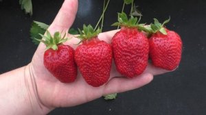 КЛЕРИ ранний сорт клубники