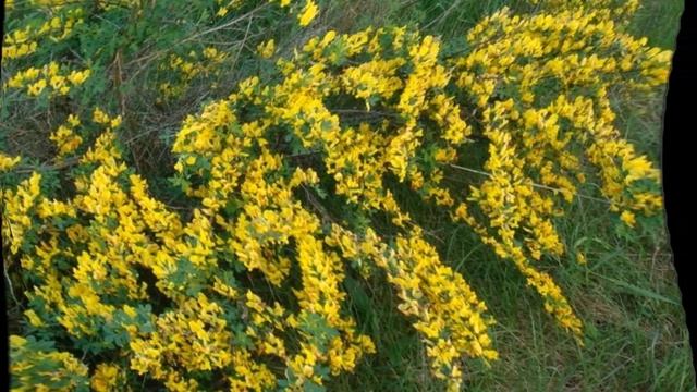 Ракитник уход смотреть онлайн