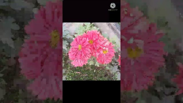 Guldavari Flowers #chrysanthemum #guldaudi #flowers