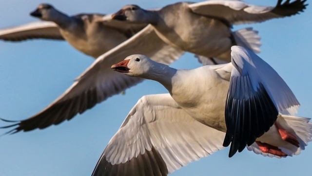 El Vuelo de los Gansos - Reflexión sobre el Trabajo en Equipo смотреть онлайн