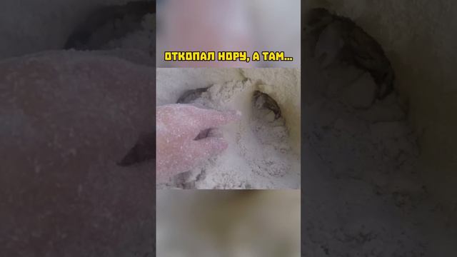 Откопал нору, а там... смотреть онлайн