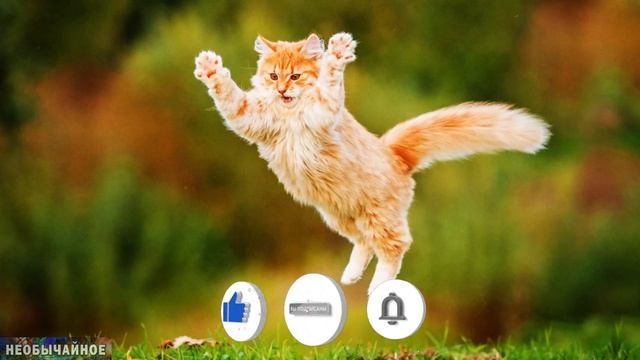 Интересные Факты о Кошках, о которых Вы Не Знали! #2 ¤ НЕОБЫЧАЙНОЕ смотреть онлайн