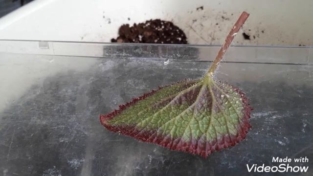Размножение декоративно лиственной бегонии. Часть первая. смотреть онлайн