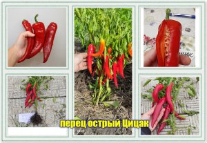 ✅ Перец острый Цицак (народная селекция из Грузии и Армении)