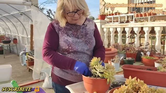 INVERNADERO DE VERANO смотреть онлайн