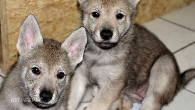 Парень нашел в лесу двух маленьких щенят... Он и представить себе не мог, что это были волки!