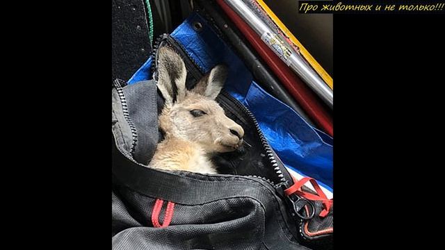 Золотоискатель нашёл в шахте, на глубине 11 метров кенгуру, которая что-то скрывала под собой! смотреть онлайн