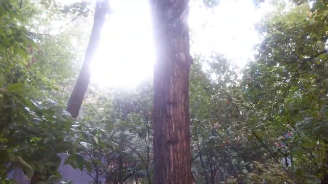 Белки ругаются смотреть онлайн