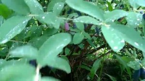 Созрела жимолость сорт Уссульга!