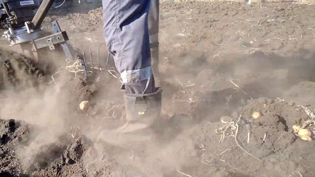 Выкапывание картофеля мотокультиватором смотреть онлайн