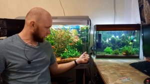 Зеленый налет на стекле аквариума