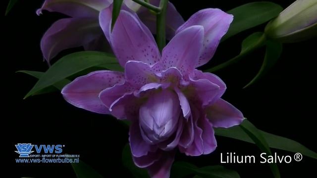 Lilium Salvo ®