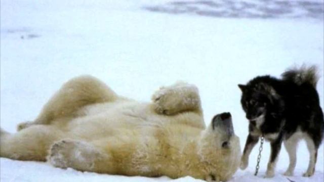 Белый медведь подошёл к собаке❗ Но то что произошло дальше НЕВЕРОЯТНО❗ смотреть онлайн