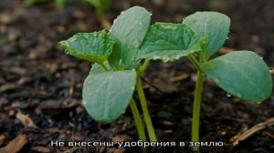 Что делать, если пожелтела рассада огурцов: устраняем проблему и предотвращаем её появление