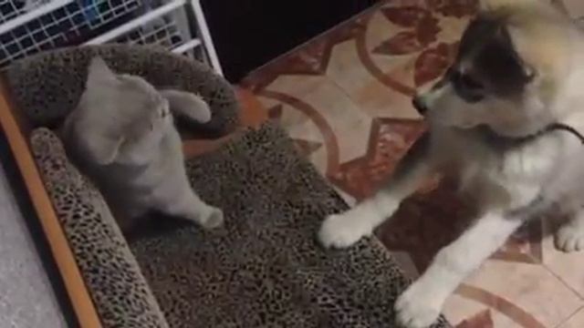 Айка Аляскинский маламут 3 мес. и Бакс Британский кот смотреть онлайн