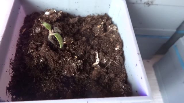 Пересадка выживших растений из самокрутки (пеленки, улитке) в землю