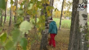 Сбор грибов