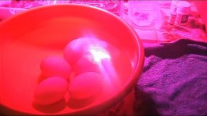 Закладка яиц мускусной утки  в инкубатор  Блиц-72. Январь 2017 г //Секреты хороших урожаев.