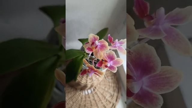 Dtps Sogo Gotris | Домашнее цветение орхидей смотреть онлайн