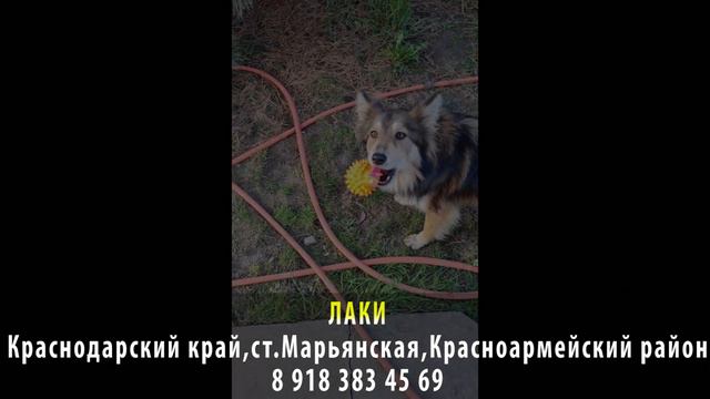 Пропала собака! ЛАКИ. Краснодарский край, ст. Марьянская, Красноармейский район смотреть онлайн