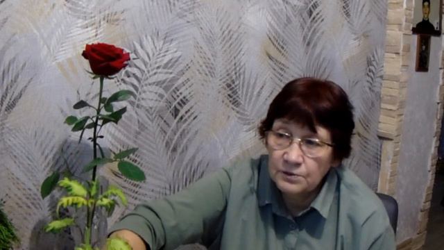 Зеленые сорта колеусов всегда радуют)) Это вечная весна в саду)) смотреть онлайн