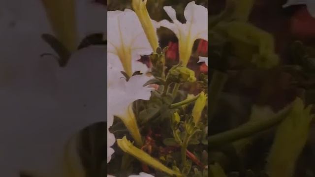 "Не забывайте матерей!" Красивые стихи о маме. Автор:Татьяна Коломоец.Чтец, видео:Анастасия Дошина. смотреть онлайн