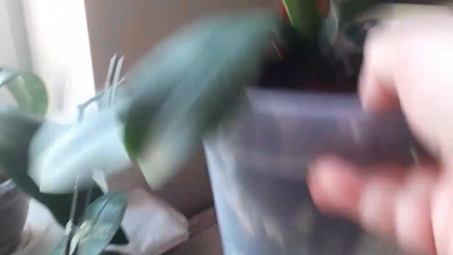 Уход за орхидеей в двойном горшке.Главное правильно полить. смотреть онлайн