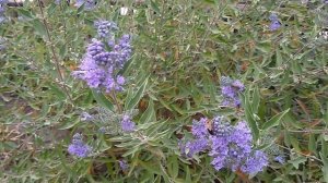 КАРИОПТЕРИС, обзор и немного о его уходе. Садовые цветы и кустарники