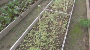 Сидераты осенью. Улучшаю почву без перекопки и без лишних хлопот. Какие и как сеять сидераты.